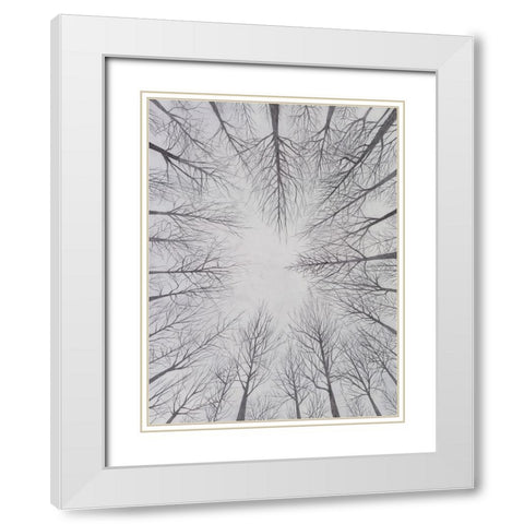 Deciduous Canopy I White Modern Wood Framed Art Print with Double Matting by Willett, Michael