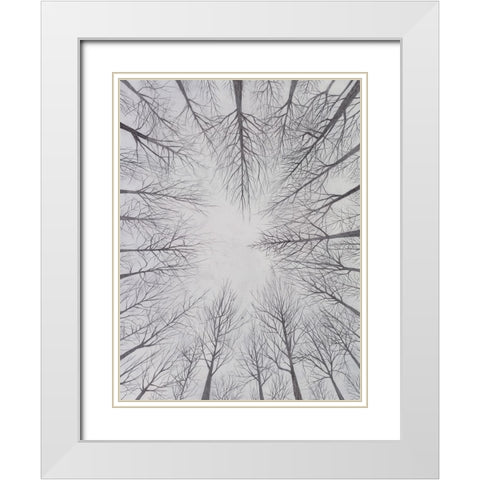Deciduous Canopy I White Modern Wood Framed Art Print with Double Matting by Willett, Michael
