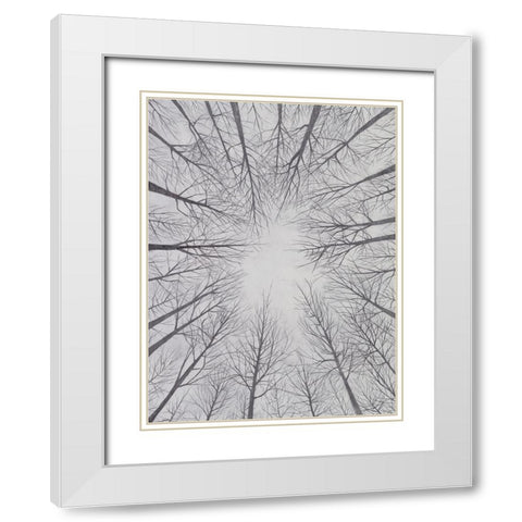Deciduous Canopy II White Modern Wood Framed Art Print with Double Matting by Willett, Michael