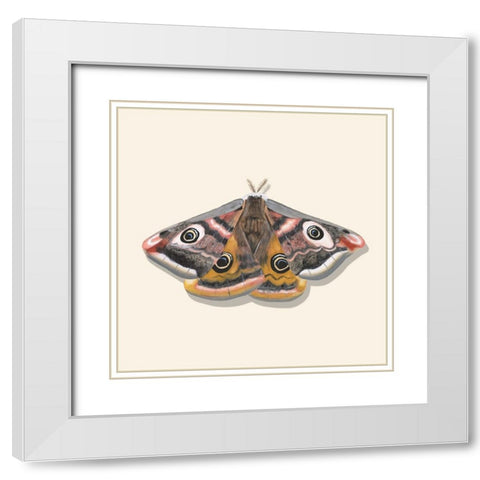 Watercolor Moths I White Modern Wood Framed Art Print with Double Matting by Willett, Michael