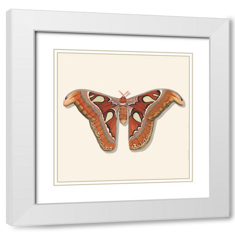 Watercolor Moths II White Modern Wood Framed Art Print with Double Matting by Willett, Michael