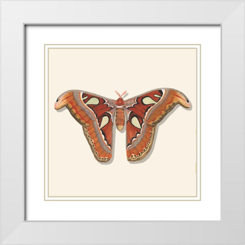 Watercolor Moths II White Modern Wood Framed Art Print with Double Matting by Willett, Michael