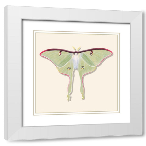 Watercolor Moths IV White Modern Wood Framed Art Print with Double Matting by Willett, Michael