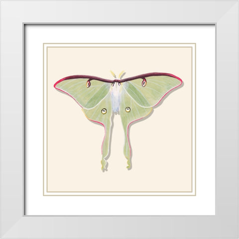 Watercolor Moths IV White Modern Wood Framed Art Print with Double Matting by Willett, Michael