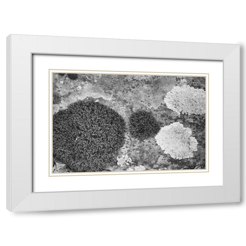 Found Textures XIX White Modern Wood Framed Art Print with Double Matting by Johnson, Jason
