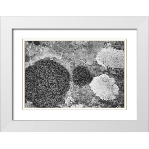 Found Textures XIX White Modern Wood Framed Art Print with Double Matting by Johnson, Jason