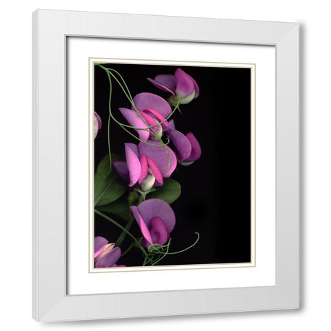 Flower Drama IV White Modern Wood Framed Art Print with Double Matting by Stalus, Judy