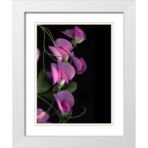Flower Drama IV White Modern Wood Framed Art Print with Double Matting by Stalus, Judy