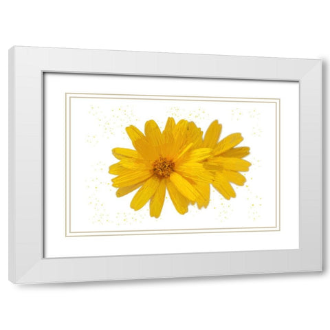Yellow Asters White Modern Wood Framed Art Print with Double Matting by Pica, Jeff