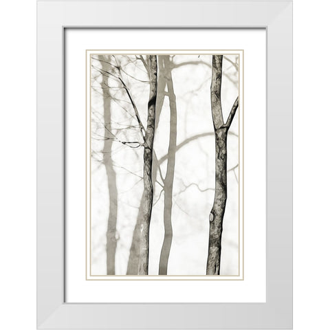 Shadowed Tree Trunks I White Modern Wood Framed Art Print with Double Matting by Aldridge, Ashley