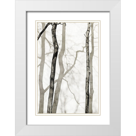 Shadowed Tree Trunks II White Modern Wood Framed Art Print with Double Matting by Aldridge, Ashley