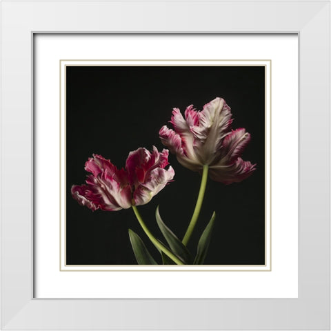 Open Bloomed Tulips White Modern Wood Framed Art Print with Double Matting by McLean, Leah