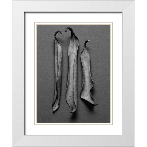 Mountain Laurel Leaves l White Modern Wood Framed Art Print with Double Matting by Rosenthal, Berry