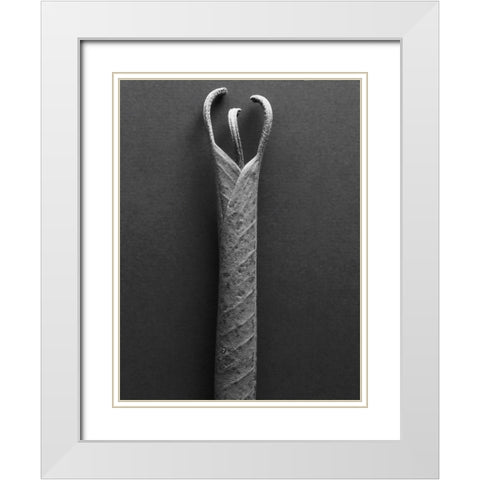 Mountain Laurel Leaves ll White Modern Wood Framed Art Print with Double Matting by Rosenthal, Berry