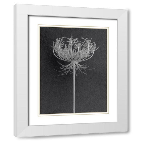 Queens Lace White Modern Wood Framed Art Print with Double Matting by Rosenthal, Berry