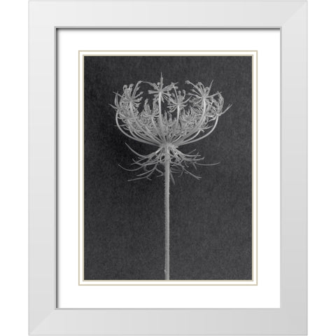 Queens Lace White Modern Wood Framed Art Print with Double Matting by Rosenthal, Berry