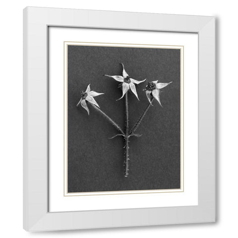 Rose Hip White Modern Wood Framed Art Print with Double Matting by Rosenthal, Berry