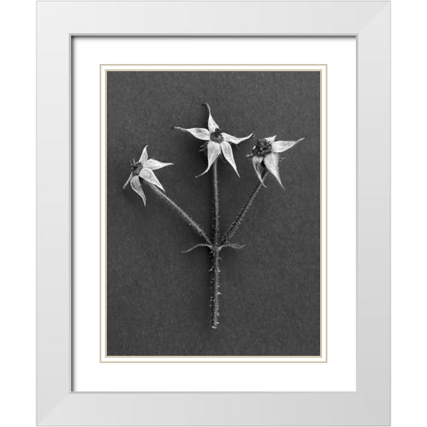 Rose Hip White Modern Wood Framed Art Print with Double Matting by Rosenthal, Berry