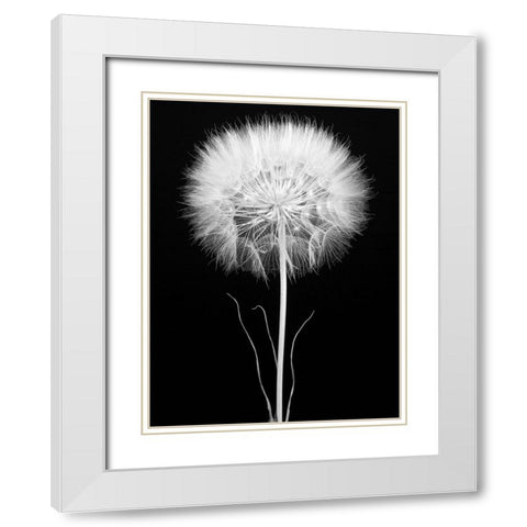 Salsify White Modern Wood Framed Art Print with Double Matting by Rosenthal, Berry