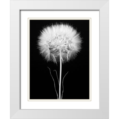 Salsify White Modern Wood Framed Art Print with Double Matting by Rosenthal, Berry