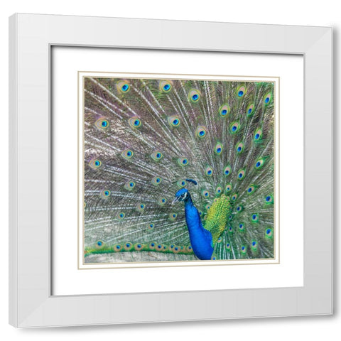 Proud White Modern Wood Framed Art Print with Double Matting by Head, Danny