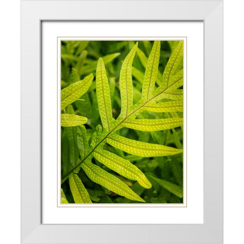 Fern Examination II White Modern Wood Framed Art Print with Double Matting by Head, Danny