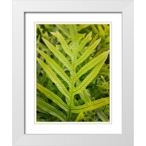 Fern Examination III White Modern Wood Framed Art Print with Double Matting by Head, Danny