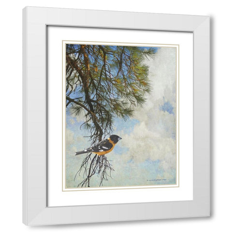 Ponderosa Black-Headed Grosbeak White Modern Wood Framed Art Print with Double Matting by Vest, Chris