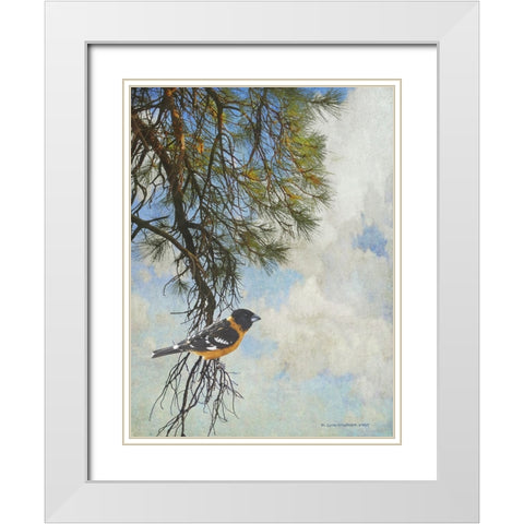 Ponderosa Black-Headed Grosbeak White Modern Wood Framed Art Print with Double Matting by Vest, Chris