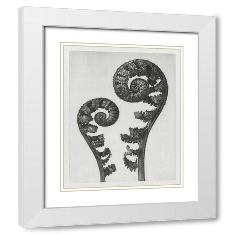 Blossfeldt Fern I White Modern Wood Framed Art Print with Double Matting by Blossfeldt, Karl