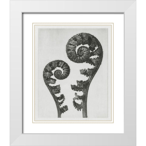 Blossfeldt Fern I White Modern Wood Framed Art Print with Double Matting by Blossfeldt, Karl