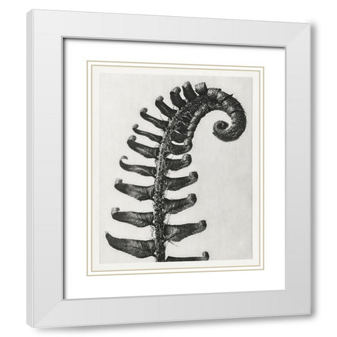 Blossfeldt Fern II White Modern Wood Framed Art Print with Double Matting by Blossfeldt, Karl