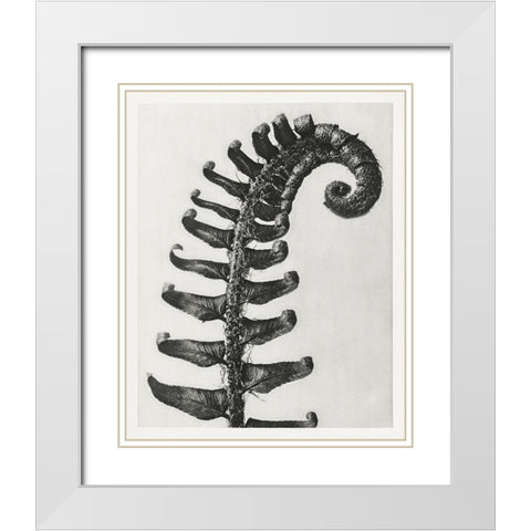 Blossfeldt Fern II White Modern Wood Framed Art Print with Double Matting by Blossfeldt, Karl