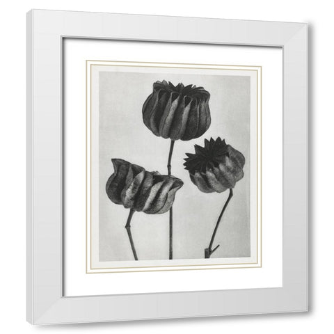 Blossfeldt Trio II White Modern Wood Framed Art Print with Double Matting by Blossfeldt, Karl