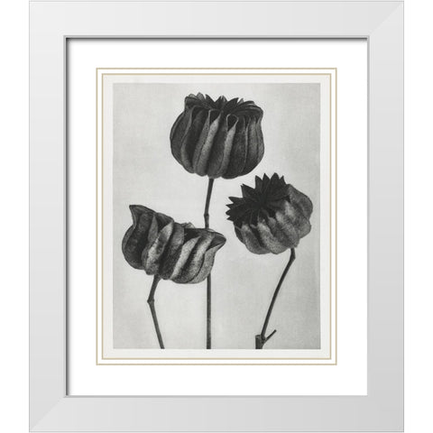 Blossfeldt Trio II White Modern Wood Framed Art Print with Double Matting by Blossfeldt, Karl