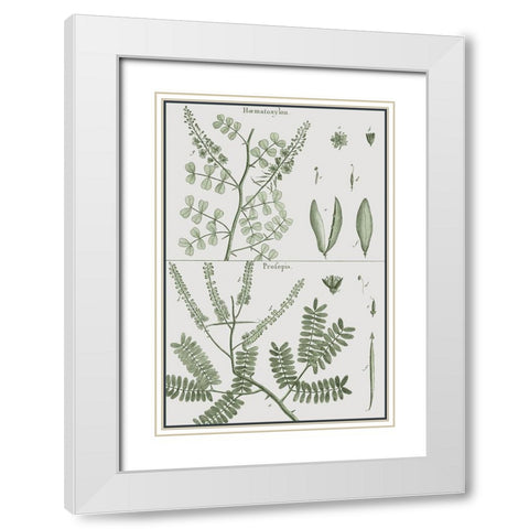 Antique Ferns Revival II White Modern Wood Framed Art Print with Double Matting by Dedirot