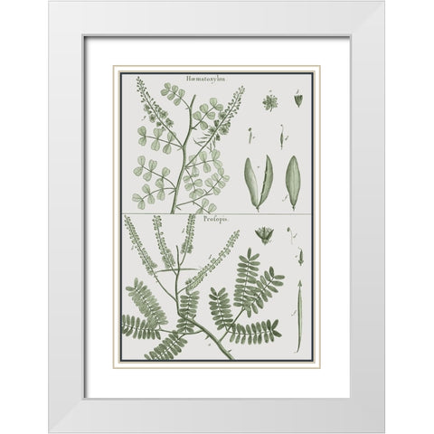Antique Ferns Revival II White Modern Wood Framed Art Print with Double Matting by Dedirot