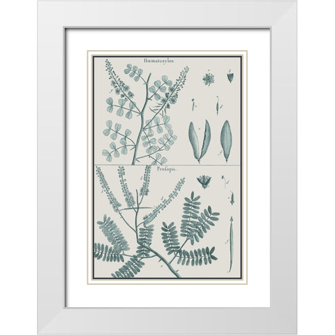 Antique Ferns Revival IV White Modern Wood Framed Art Print with Double Matting by Dedirot