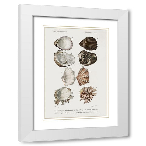 dOrbigny Shell Array I White Modern Wood Framed Art Print with Double Matting by DOrbigny, M. Charles