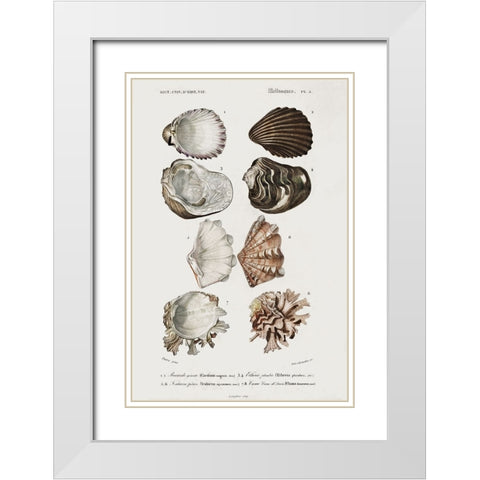 dOrbigny Shell Array I White Modern Wood Framed Art Print with Double Matting by DOrbigny, M. Charles