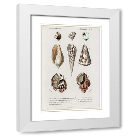 dOrbigny Shell Array II White Modern Wood Framed Art Print with Double Matting by DOrbigny, M. Charles