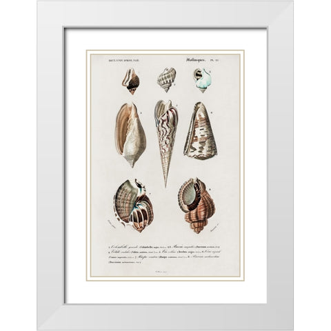 dOrbigny Shell Array II White Modern Wood Framed Art Print with Double Matting by DOrbigny, M. Charles