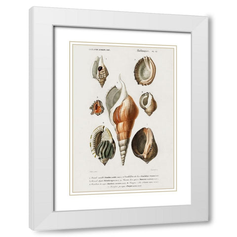 dOrbigny Shell Array III White Modern Wood Framed Art Print with Double Matting by DOrbigny, M. Charles