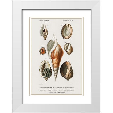 dOrbigny Shell Array III White Modern Wood Framed Art Print with Double Matting by DOrbigny, M. Charles