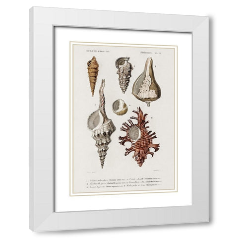 dOrbigny Shell Array IV White Modern Wood Framed Art Print with Double Matting by DOrbigny, M. Charles