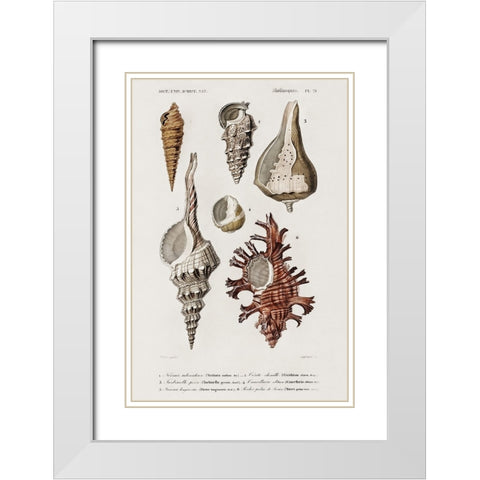dOrbigny Shell Array IV White Modern Wood Framed Art Print with Double Matting by DOrbigny, M. Charles