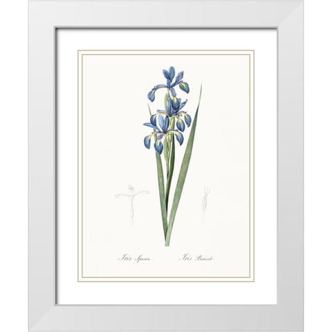 Delicate Iris I White Modern Wood Framed Art Print with Double Matting by Redoute, Pierre