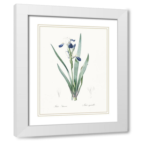 Delicate Iris II White Modern Wood Framed Art Print with Double Matting by Redoute, Pierre