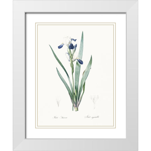 Delicate Iris II White Modern Wood Framed Art Print with Double Matting by Redoute, Pierre