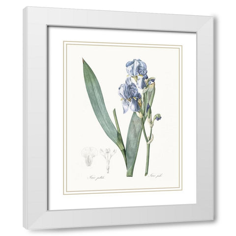 Delicate Iris III White Modern Wood Framed Art Print with Double Matting by Redoute, Pierre
